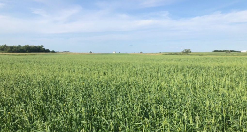 What is Regenerative Farming?